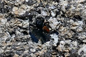 2025-05128486 Halibut Point State Park, MA